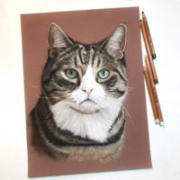 Online cursus: Katten tekenen met pastel