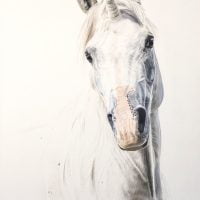 Tekening: eenhoorn