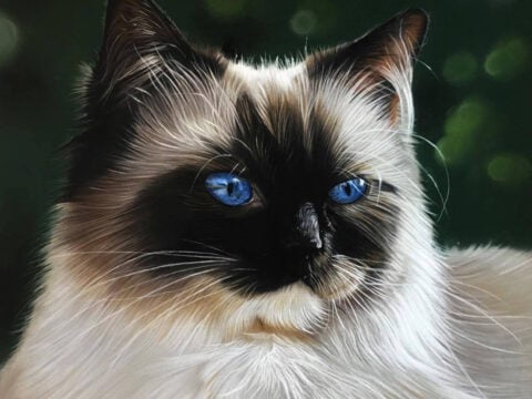 15153071_1264530203603427_1809330715_o kopie