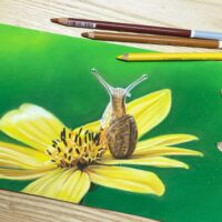 Uitbreiding online basiscursus tekenen met pastel: Slak