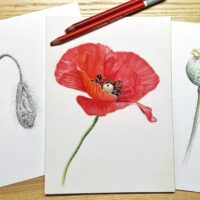Online proefcursus tekenen met potlood: Papaver