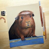 Originele tekening: cavia