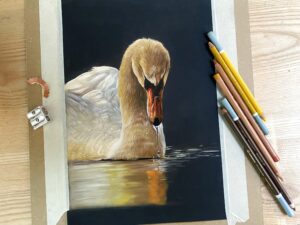 zwaan