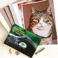 Lespakket online cursus katten met pastel