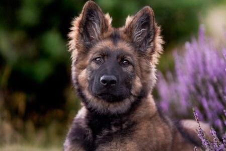 Online Masterclass: Mazey in pastel