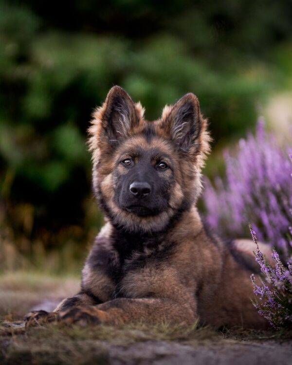 Online Masterclass: Mazey in pastel