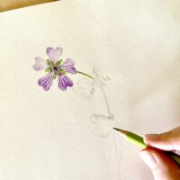 Online Cursus: uit de losse hand schetsen